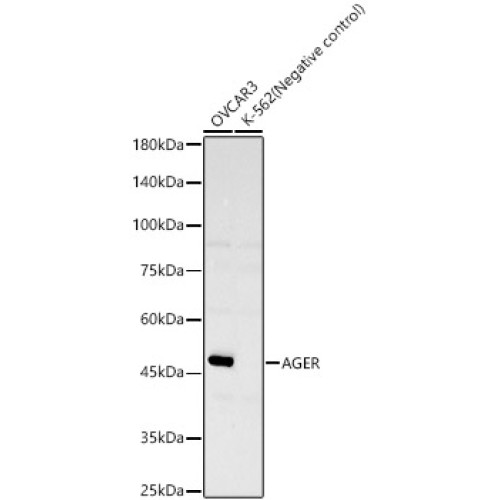 AGER Rabbit mAb