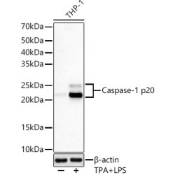 Cleaved Caspase-1 p20 Rabbit mAb