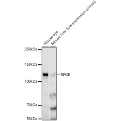 RPGR Rabbit mAb