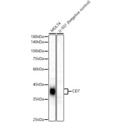 CD7 Rabbit mAb