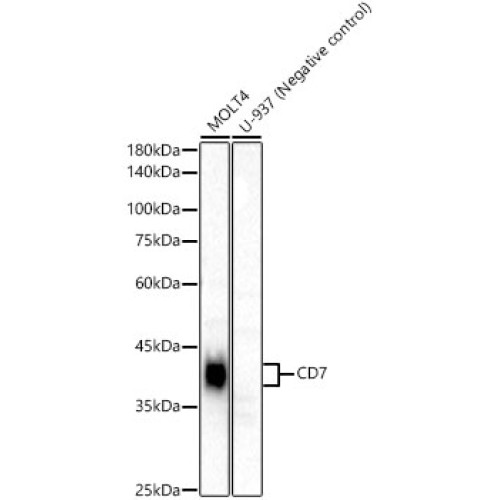 CD7 Rabbit mAb
