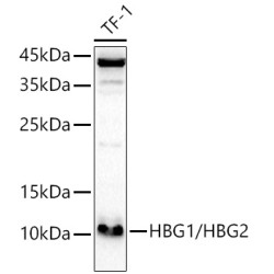 HBG1/HBG2 Rabbit pAb