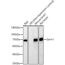 Sarm1 Mouse mAb