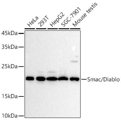 Smac/Diablo Rabbit mAb