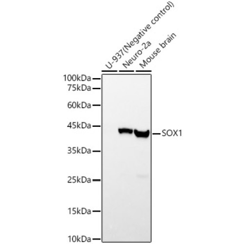 SOX1 Rabbit mAb