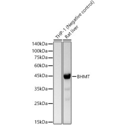 BHMT Rabbit mAb