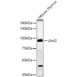 Uhrf2 Rabbit pAb