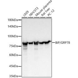 BiP/GRP78 Rabbit mAb