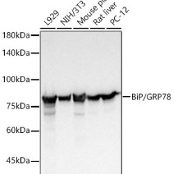 BiP/GRP78 Rabbit mAb