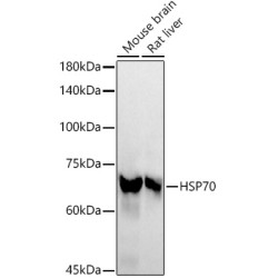 HSP70 Rabbit mAb