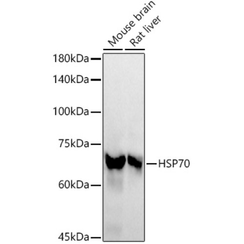 HSP70 Rabbit mAb