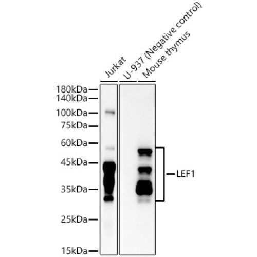LEF1 Rabbit mAb