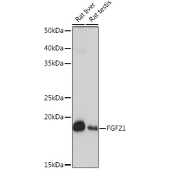 FGF21 Rabbit mAb