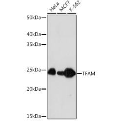 TFAM Rabbit mAb