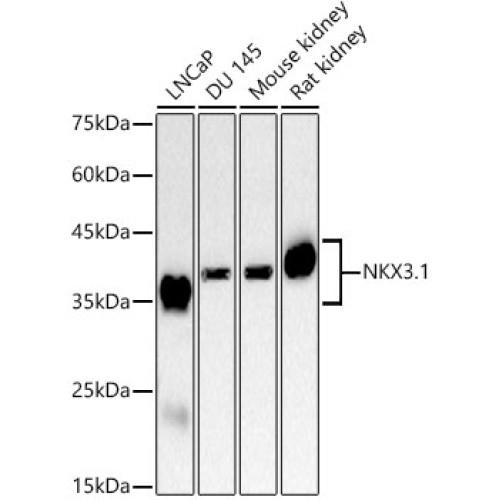 NKX3.1 Rabbit mAb