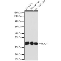 NQO1 Rabbit mAb