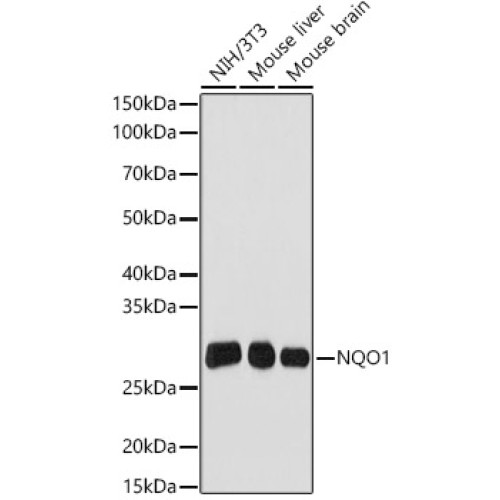 NQO1 Rabbit mAb