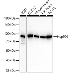 Hsp90β Rabbit mAb