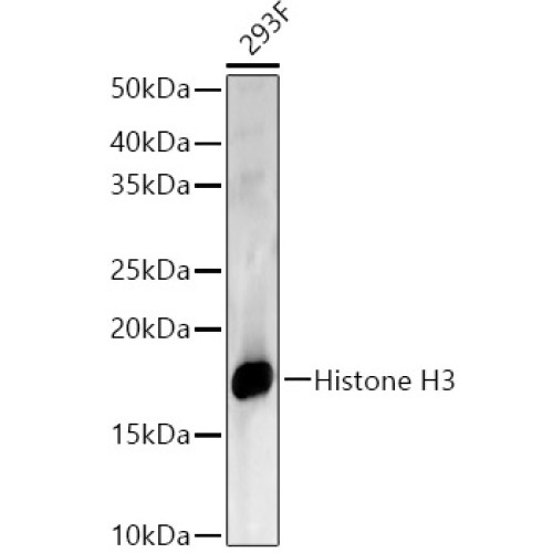 Histone H3 Rabbit pAb
