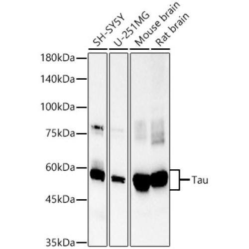 Tau Rabbit mAb