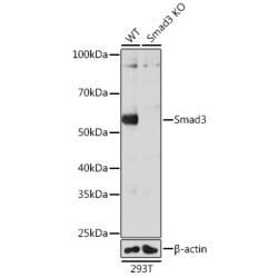 [KO Validated] Smad3 Rabbit mAb