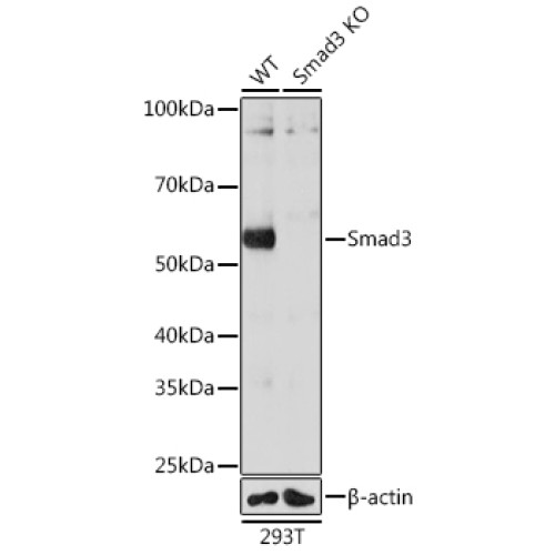 [KO Validated] Smad3 Rabbit mAb
