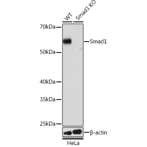[KO Validated] Smad1 Rabbit mAb