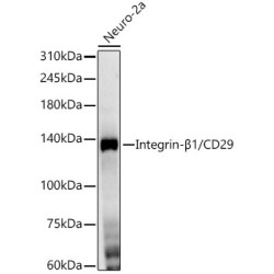 Integrin-β1/CD29 Rabbit mAb