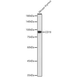 CD19 Rabbit mAb