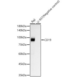 CD19 Rabbit mAb