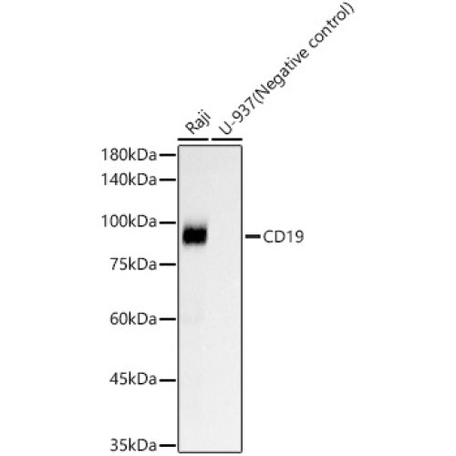 CD19 Rabbit mAb