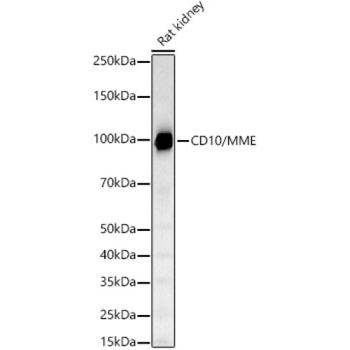 CD10/MME Rabbit mAb