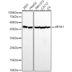 eIF4A1 Rabbit mAb