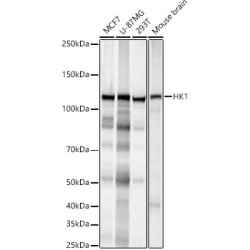 HK1 Rabbit mAb