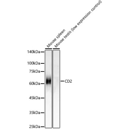 CD2 Rabbit mAb