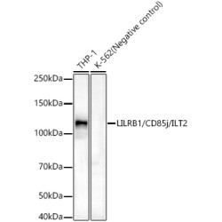 LILRB1/CD85j/ILT2 Rabbit mAb
