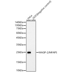 MAGP-2/MFAP5 Rabbit mAb