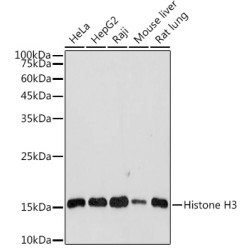 Histone H3 Rabbit pAb