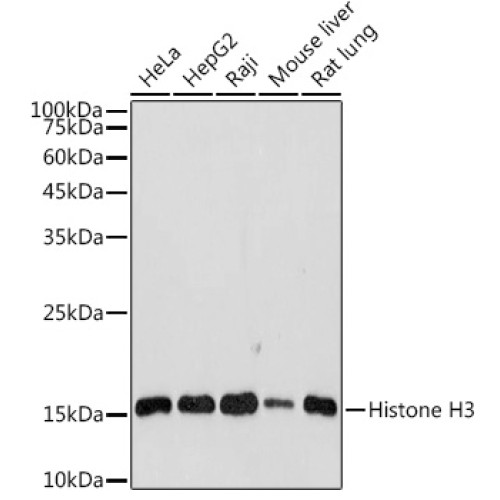 Histone H3 Rabbit pAb