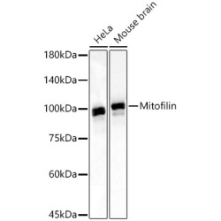 Mitofilin Rabbit mAb