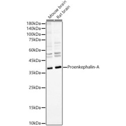 Proenkephalin-A Rabbit mAb