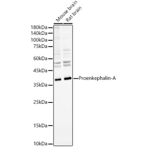 Proenkephalin-A Rabbit mAb