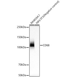 CD68 Rabbit mAb