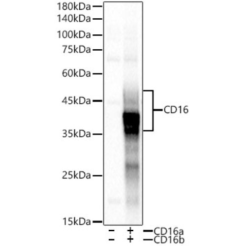 CD16 Rabbit mAb