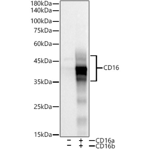 CD16 Rabbit mAb