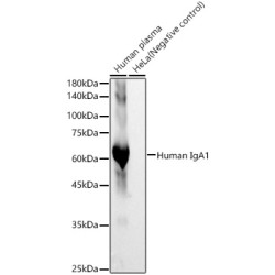 Human IgA1 Rabbit mAb