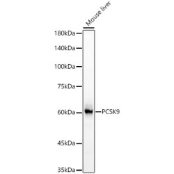 PCSK9 Rabbit pAb