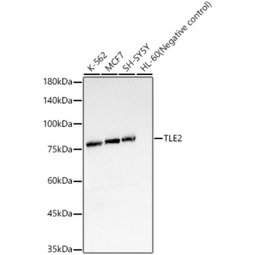 TLE2 Rabbit mAb