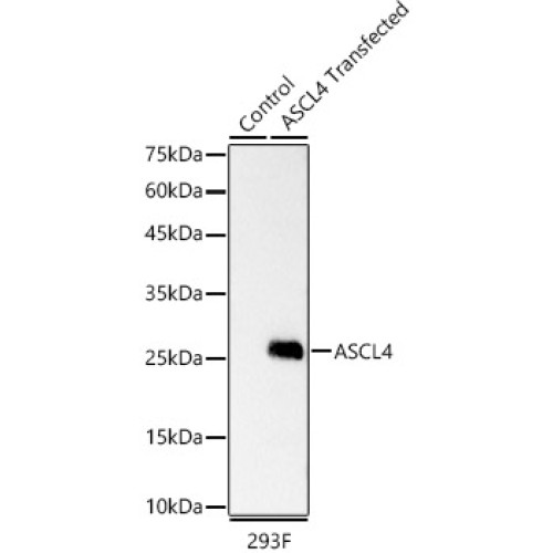 ASCL4 Rabbit mAb