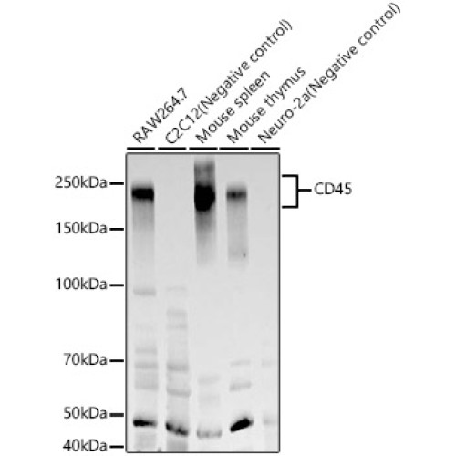 CD45 Rabbit mAb
